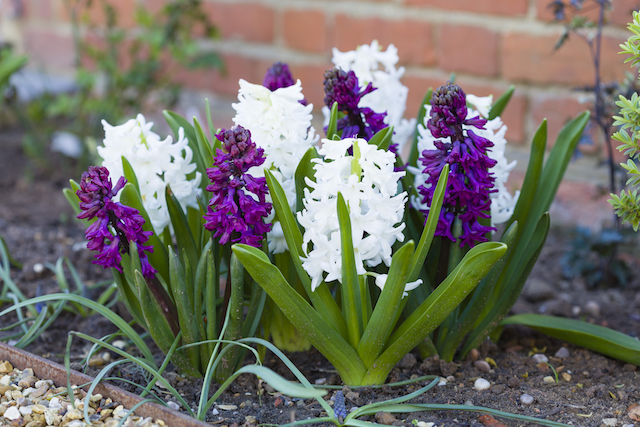 planting-bulbs-in-fall